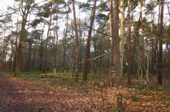 Bosgrond Kerkstraatje  Verkocht Putte